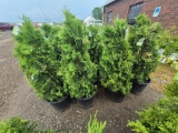 Green giant arborvitae bid x 4