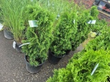 Green giant arborvitae bid x 4
