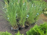 Ornamental Grass - Bid x4