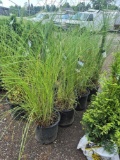 Ornamental Grass - Bid x4