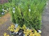 Green giant arborvitae bid x 4