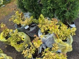 Spiraea bid x 4