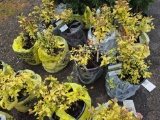 Spiraea bid x 4