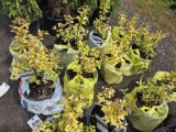 Spiraea bid x 4