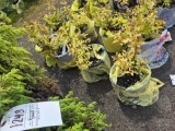 Spiraea bid x 4