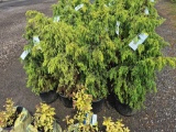 Juniper bid x 4