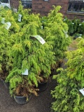 Juniper bid x 4
