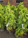 Juniper bid x 4