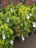 Juniper bid x 4