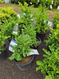 Boxwood bid x 4