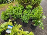 Boxwood bid x 4