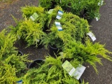 Junipers bud x 4