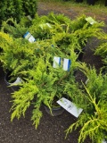 Junipers bud x 4