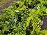 Junipers bud x 4