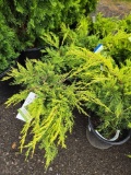 Junipers bud x 4