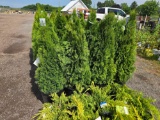 Emerald green arborvitae bid x 4