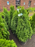 Emerald green arborvitae bid x 4