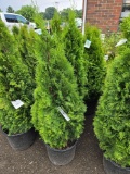 Emerald green arborvitae bid x 4
