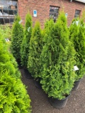 Emerald green arborvitae bid x 4