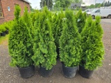 Emerald green arborvitae bid x 4