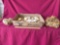 Shell Shell Boxes, Shells
