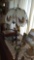 Floor Lamp, Eagle Glass Shade Lamp, brass lamp and octagonal end table