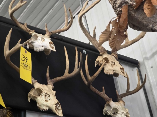 4 European Whitetail deer mount