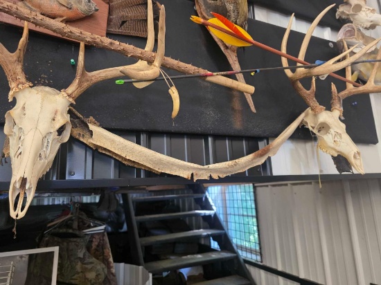 2 European whitetail deer mounts, Hornz, Spikee Stick Tags