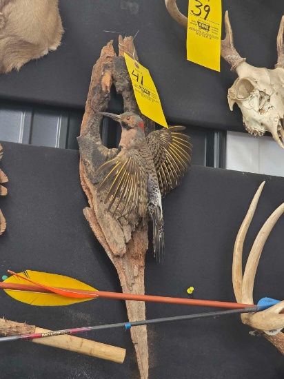 Woodpecker Mount