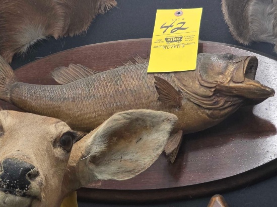 3 Fish Mounts