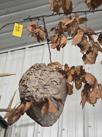 Hornets Nest