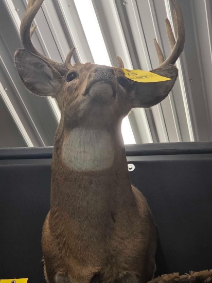 Whitetail Deer Mount