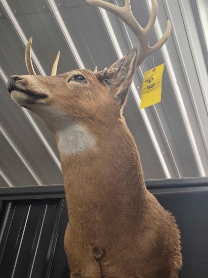 Whitetail Deer Mount