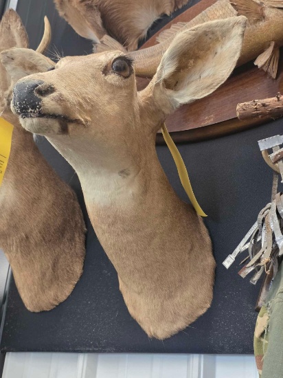Whitetail Doe Deer Mount