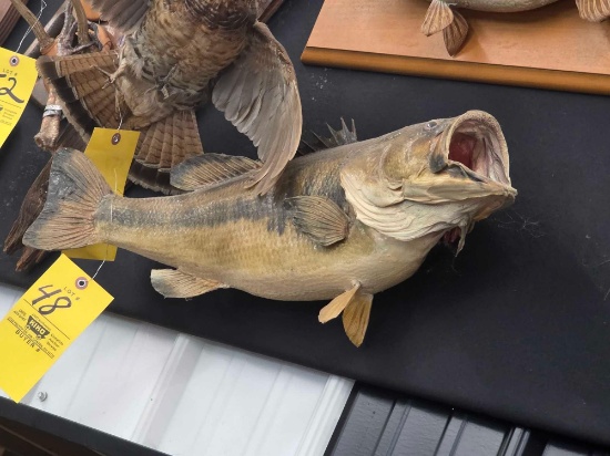 2 Fish Mounts