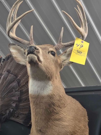 Whitetail Buck Mount