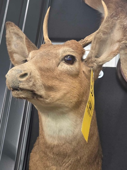 Whitetail Buck Mount
