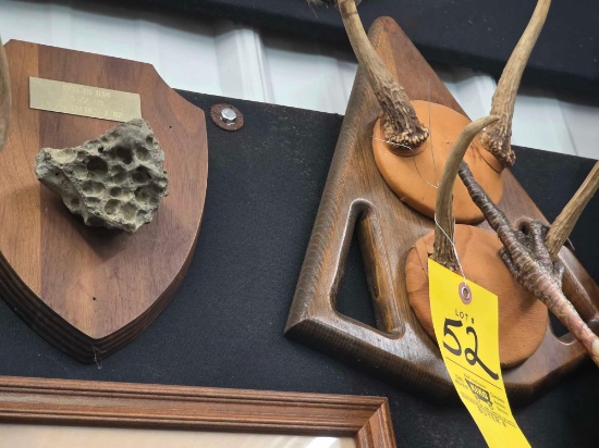 Rock Mount, Horns, Turkey Foot
