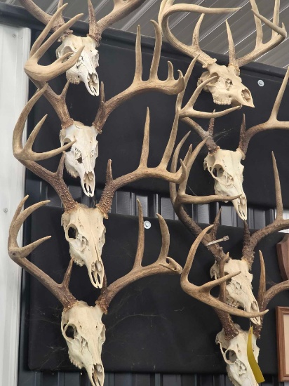 8 European Whitetail Deer Mounts