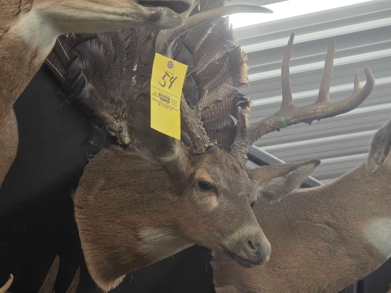 Whitetail Deer Mount & Turkey Tail