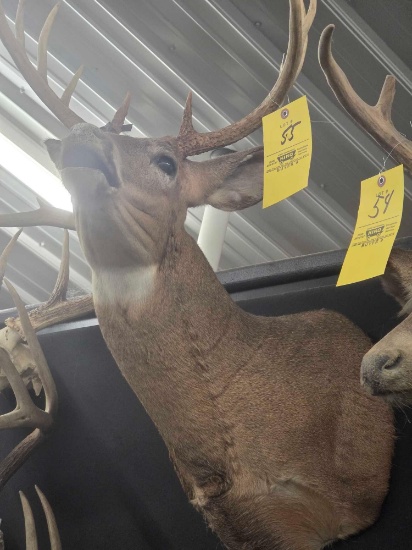 Whitetail Deer Mount