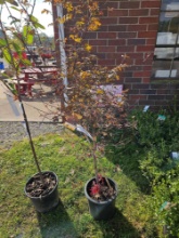 Japanese maple tree