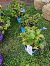 Summer crush hydrangea, bid x 4