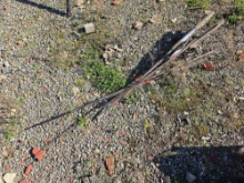 Fishing rods