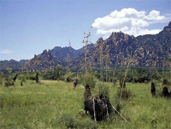 Camp Out In Cochise County!