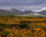 The Views of Cochise County+Twin Lakes Country Club