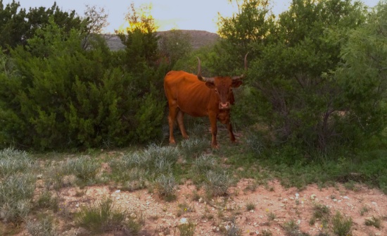 Settle Down on Your Own Texas Ranch between Breathtaking Mountainous Views!