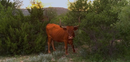 Bird Watch From Your Own Texas Ranch!