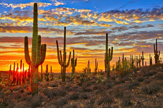 Own 40 Acres in the Petrified Forest National Park!