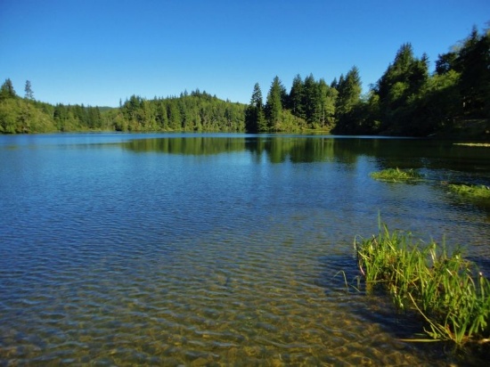 Wooded Lot near Washington's Beautiful Chehalis River!